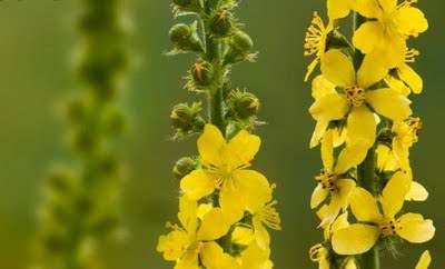 Apróbojtorján-Agrimony