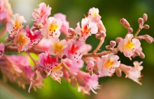 Vörös vadgesztenye