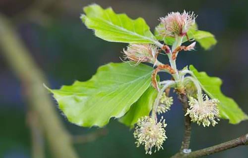 Bükk-Beech-Rotbuche