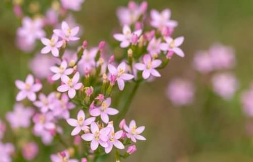 4. kisezerjófű /Centaury/