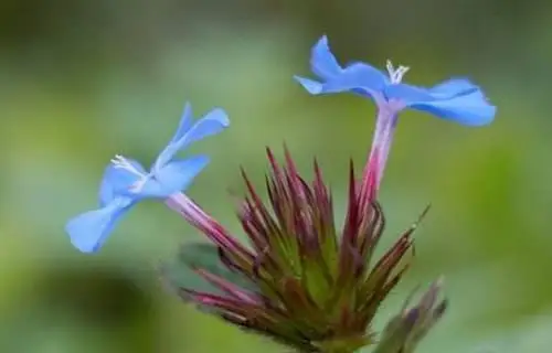 5. Kékgyökér /cerato/